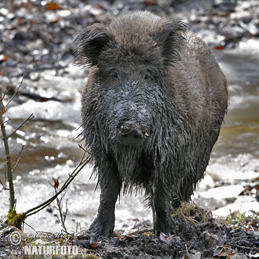 Diviak lesný (Sus scrofa)