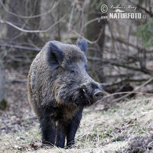 Diviak lesný (Sus scrofa)