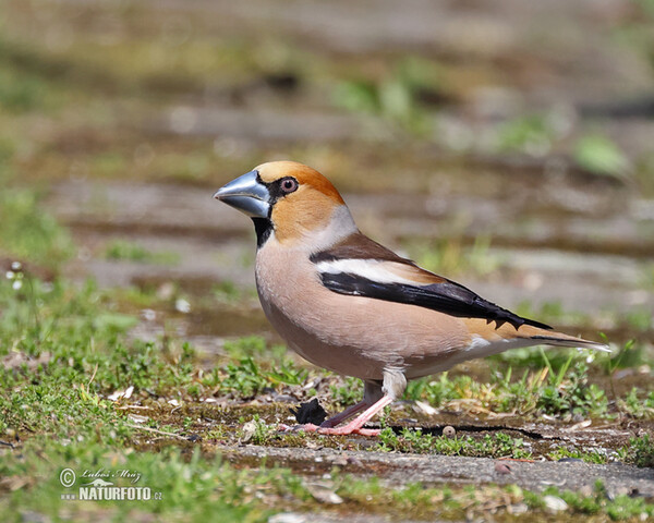 Dlask tlustozobý (Coccothraustes coccothraustes)