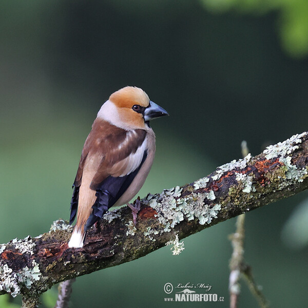 Dlask tlustozobý (Coccothraustes coccothraustes)