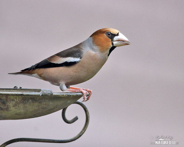 Dlask tlustozobý (Coccothraustes coccothraustes)