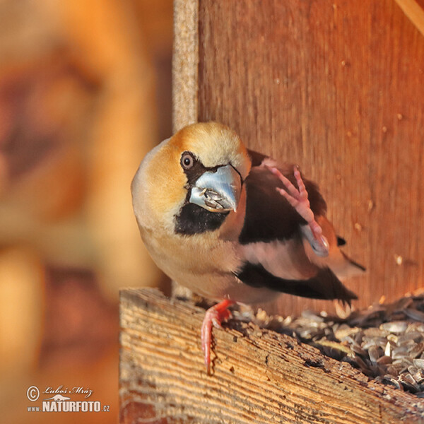 Dlask tlustozobý (Coccothraustes coccothraustes)