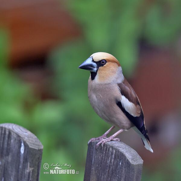 Dlask tlustozobý (Coccothraustes coccothraustes)