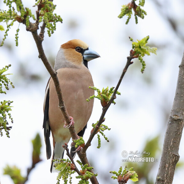 Dlask tlustozobý (Coccothraustes coccothraustes)