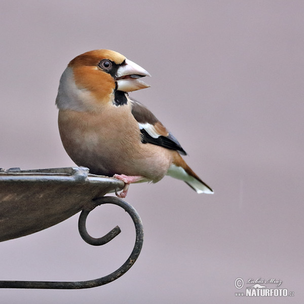 Dlask tlustozobý (Coccothraustes coccothraustes)