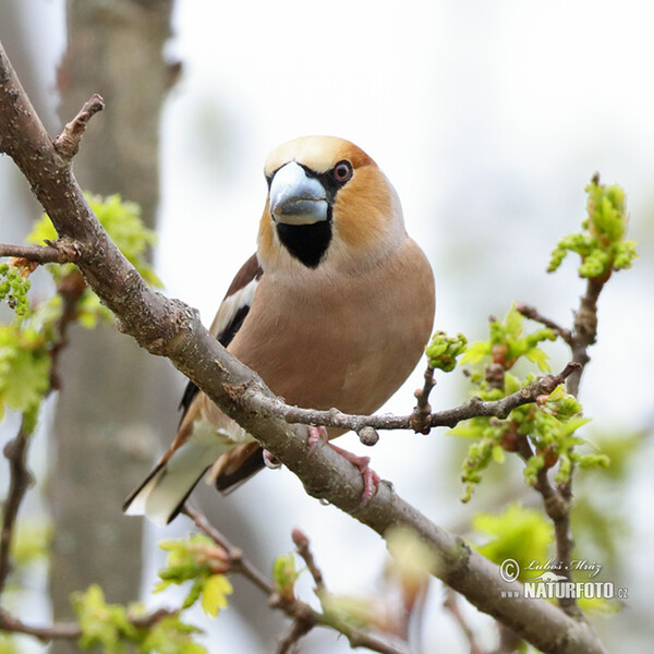 Dlask tlustozobý (Coccothraustes coccothraustes)