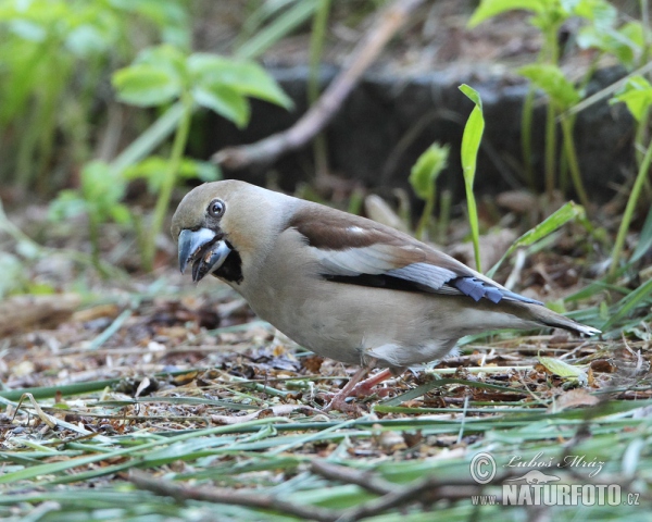 Dlask tlustozobý (Coccothraustes coccothraustes)