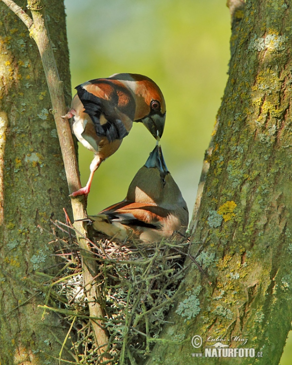 Dlask tlustozobý (Coccothraustes coccothraustes)