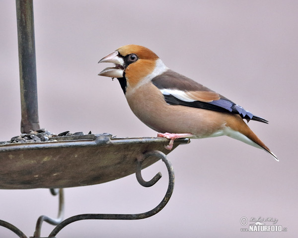 Dlask tlustozobý (Coccothraustes coccothraustes)