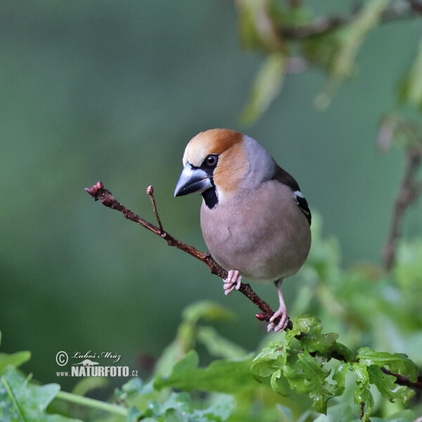 Dlask tlustozobý (Coccothraustes coccothraustes)