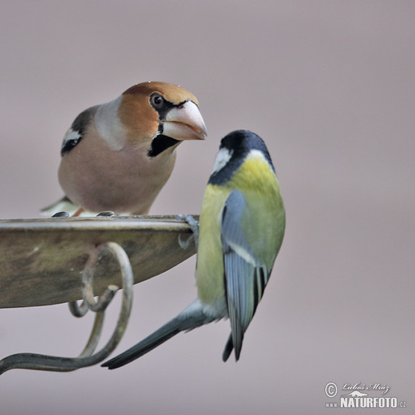 Dlask tlustozobý (Coccothraustes coccothraustes)