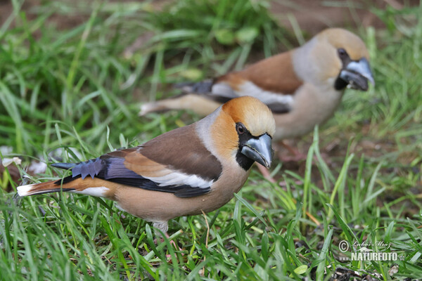 Dlask tlustozobý (Coccothraustes coccothraustes)