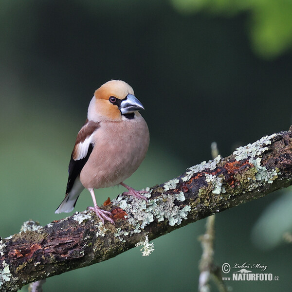 Dlask tlustozobý (Coccothraustes coccothraustes)