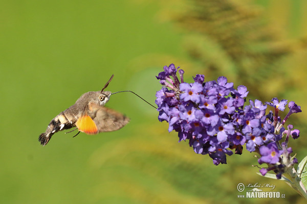 Dlouhozobka svízelová (Macroglossum stellatarum)