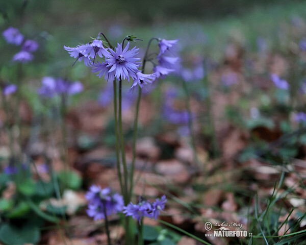 Dřípatka horská (Soldanella montana)