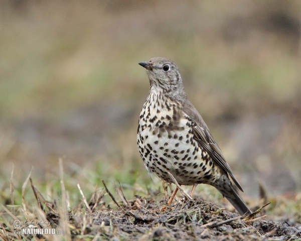 Drozd brávník (Turdus viscivorus)