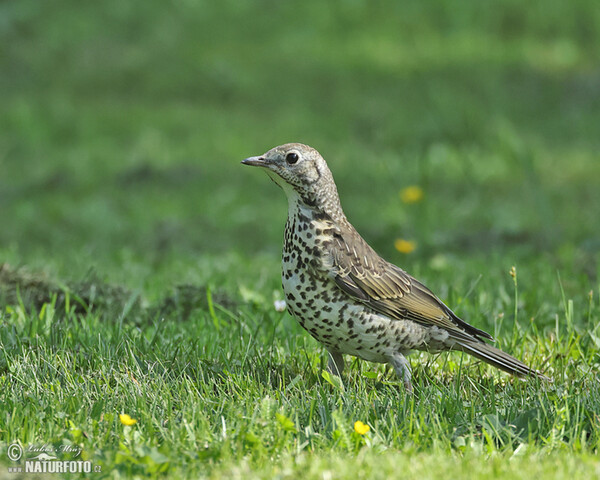 Drozd brávník (Turdus viscivorus)