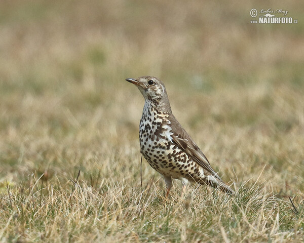 Drozd brávník (Turdus viscivorus)