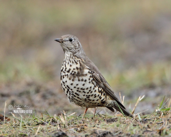 Drozd brávník (Turdus viscivorus)