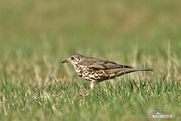 Drozd brávník (Turdus viscivorus)