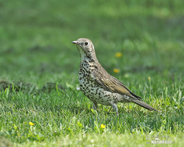 Drozd brávník (Turdus viscivorus)