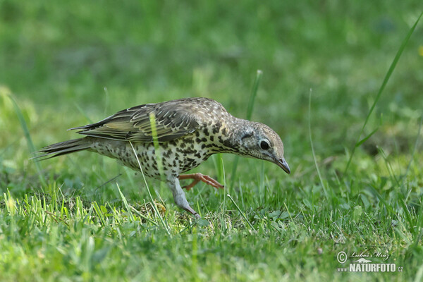 Drozd brávník (Turdus viscivorus)