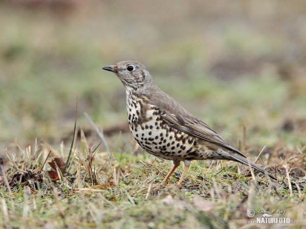 Drozd brávník (Turdus viscivorus)