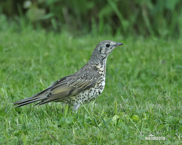 Drozd brávník (Turdus viscivorus)