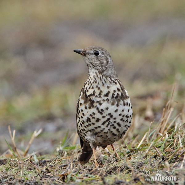 Drozd brávník (Turdus viscivorus)