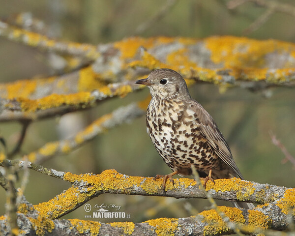 Drozd brávník (Turdus viscivorus)