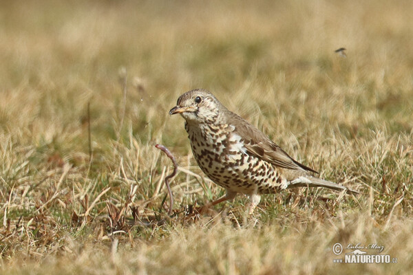 Drozd brávník (Turdus viscivorus)