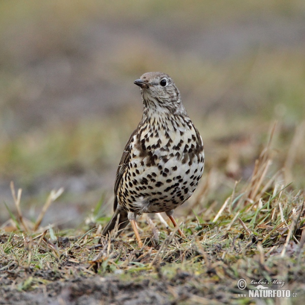 Drozd brávník (Turdus viscivorus)