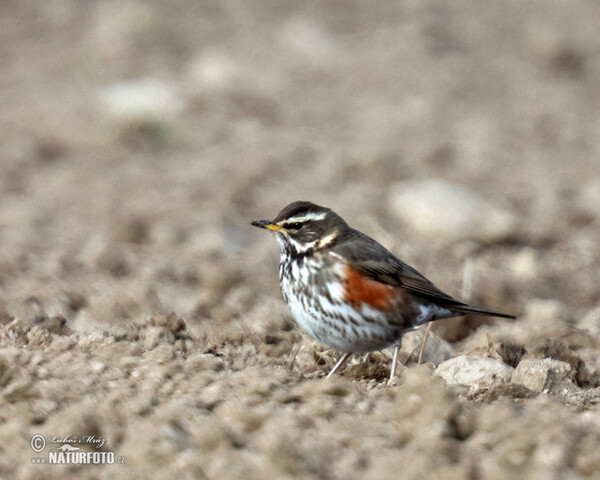 Drozd červenkavý (Turdus iliacus)