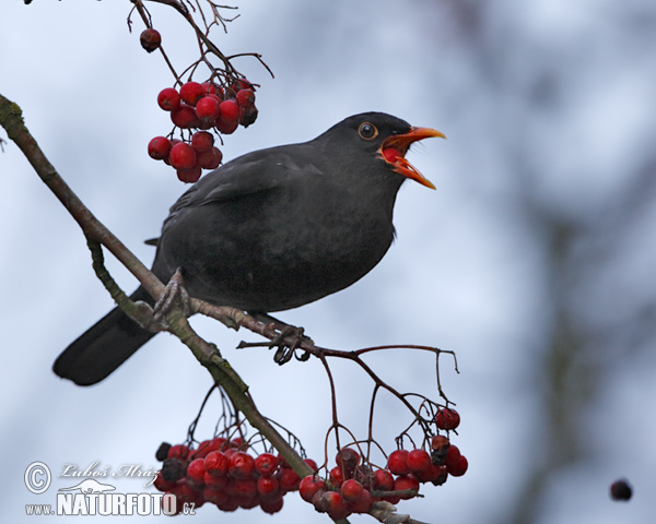 Drozd čierny (Turdus merula)