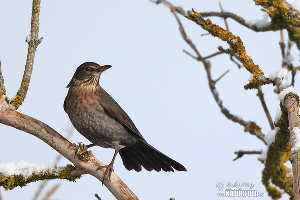 Drozd čierny (Turdus merula)