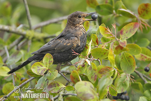 Drozd čierny (Turdus merula)