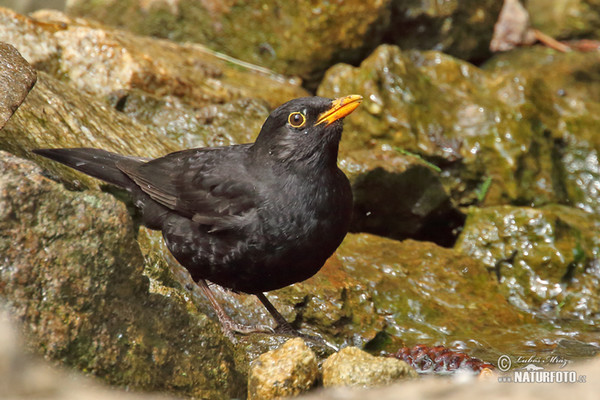 Drozd čierny (Turdus merula)