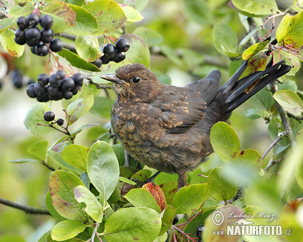 Drozd čierny (Turdus merula)