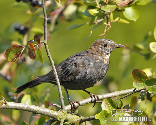 Drozd čierny (Turdus merula)