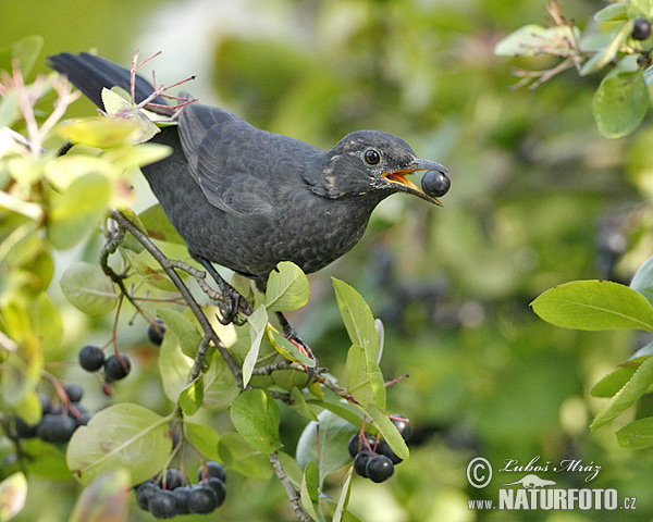 Drozd čierny (Turdus merula)