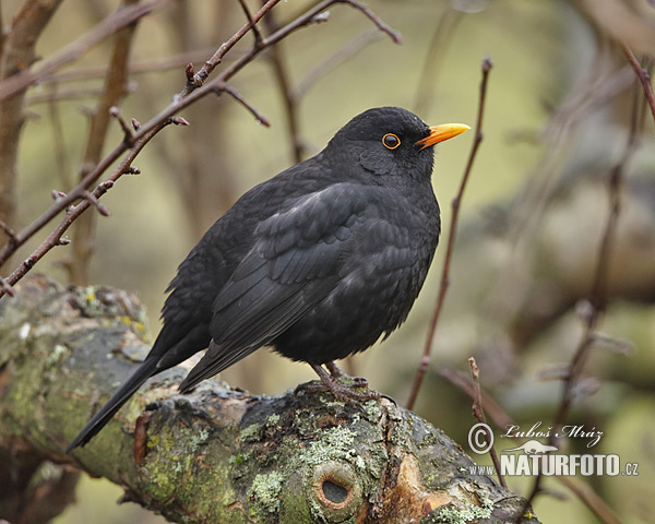 Drozd čierny (Turdus merula)