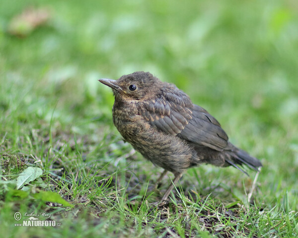 Drozd čierny (Turdus merula)