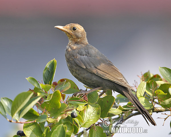 Drozd čierny (Turdus merula)