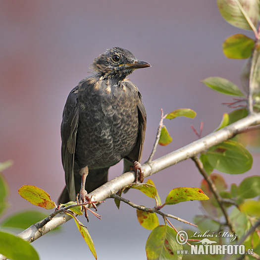 Drozd čierny (Turdus merula)