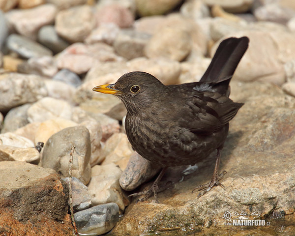 Drozd čierny (Turdus merula)