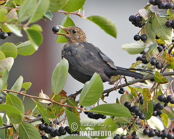 Drozd čierny (Turdus merula)