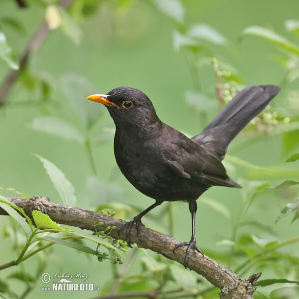 Drozd čierny (Turdus merula)