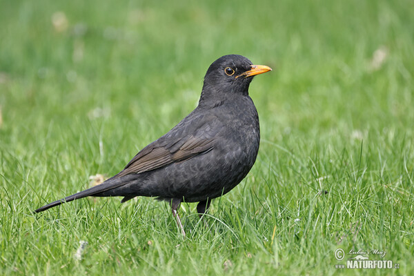 Drozd čierny (Turdus merula)