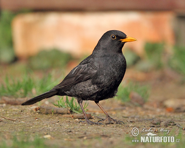 Drozd čierny (Turdus merula)