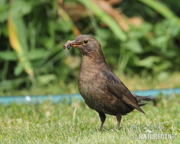 Drozd čierny (Turdus merula)